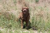 LABRADOR 035